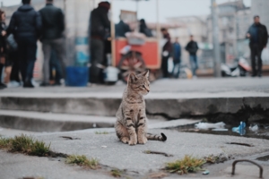 kotek