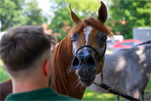 All-Polish Arabian Horse Championship
