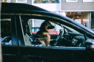 Pies w samochodzie, autor Maria Orlova, pexels