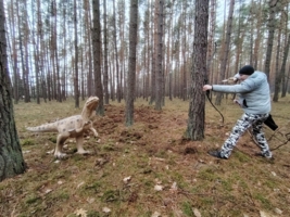 Strzelanie do dinozaura