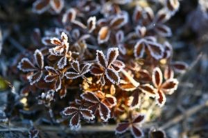 przymrozki