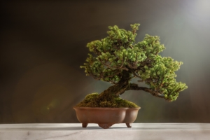 Drzewko bonsai
