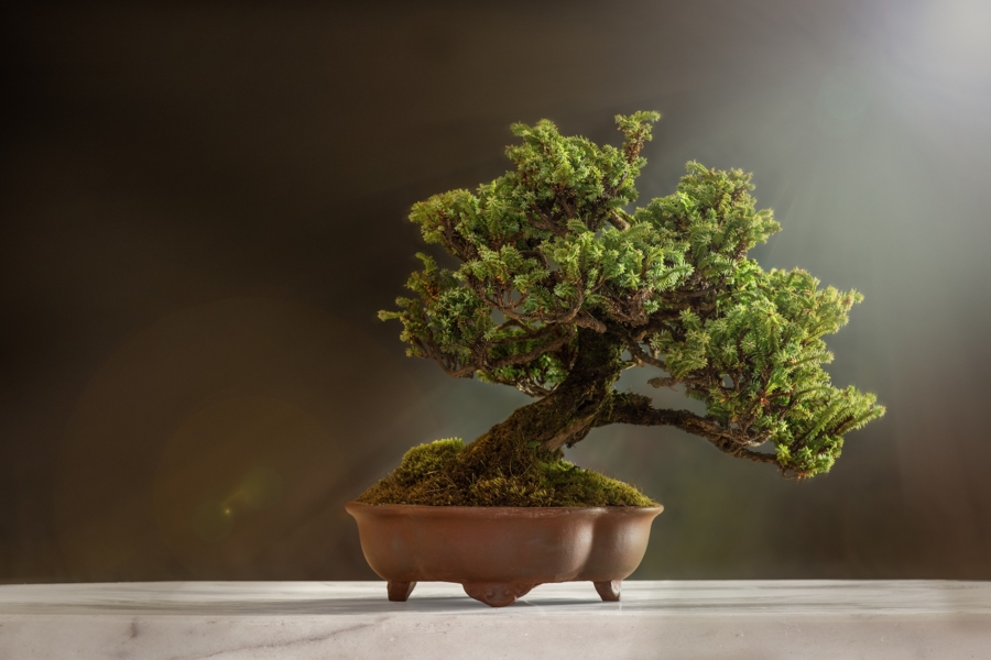 Drzewko bonsai