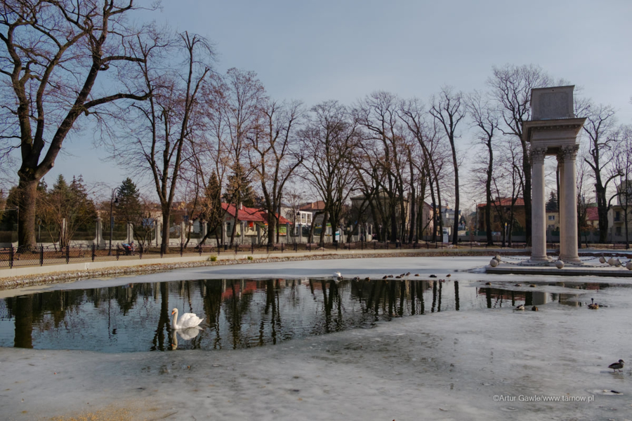 łabędzie